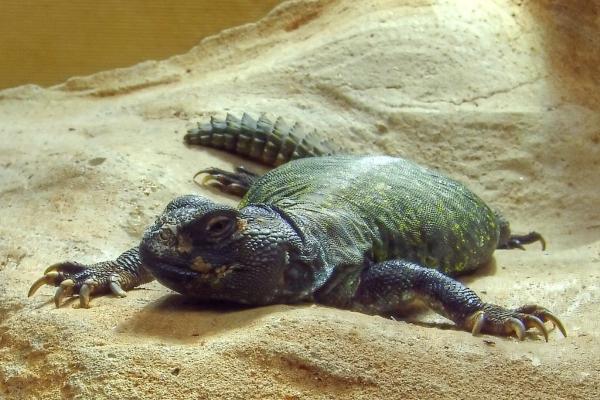 有刺的动物——刺尾蜥蜴（Uromastyx acanthinura）