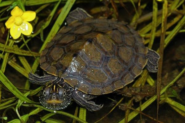 有刺的动物——假地图龟（Graptemys pseudogeographica）