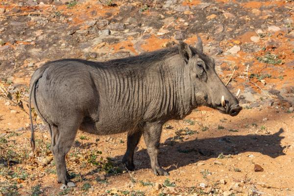 Animales ungulados: qué son, ejemplos y características - Jabalí facocero común (Phacochoerus africanus)