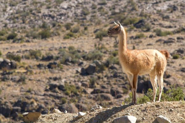 Animales ungulados: qué son, ejemplos y características - Guanaco (Lama guanicoe)