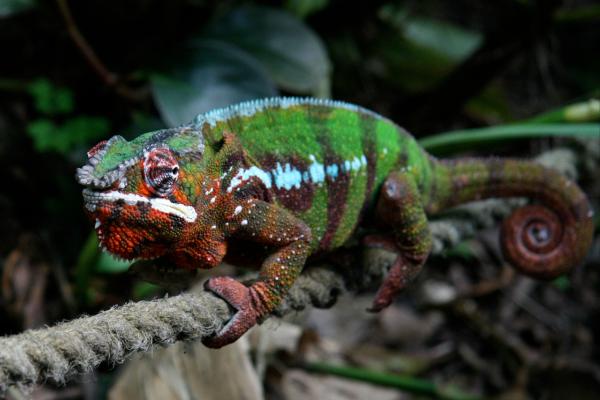有刺的动物——豹纹变色龙（Furcifer pardalis）