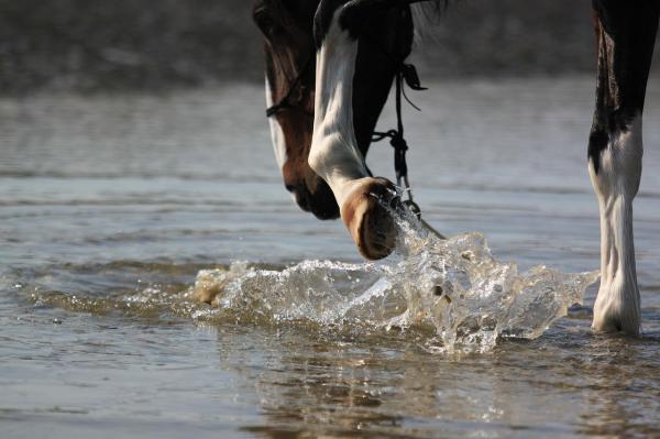 Animales ungulados: qué son, ejemplos y características - Caballos (Equus ferus caballus)