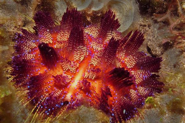 Animales con espinas - Erizo de fuego (Asthenosoma varium)