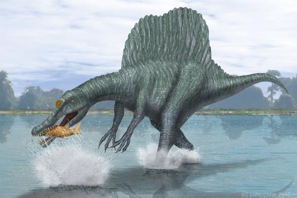 有棘的动物——埃及棘龙（Spinosaurus aegyptiacus）