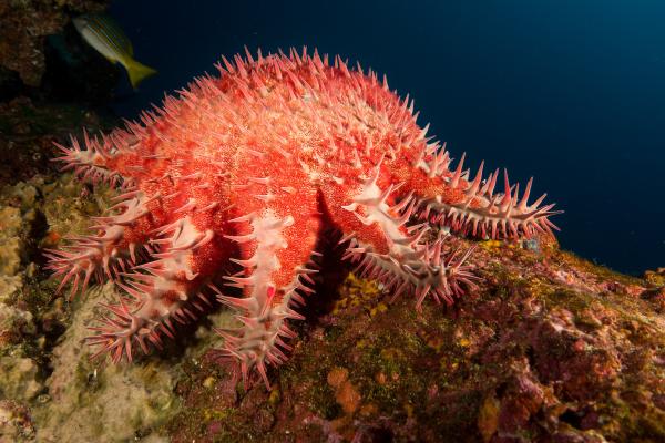 带刺的动物 - 荆棘冠冕（Acanthaster planci）