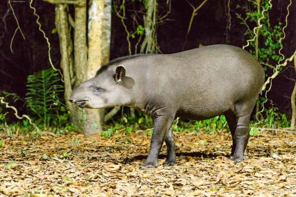 Animales ungulados: qué son, ejemplos y características - Tapir amazónico (Tapirus terrestris)