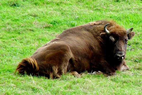Animales ungulados: qué son, ejemplos y características - Bisonte (Bison bison)