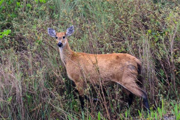 Animales ungulados: qué son, ejemplos y características - Ciervo de los pantanos (Blastocerus dichotomus) 