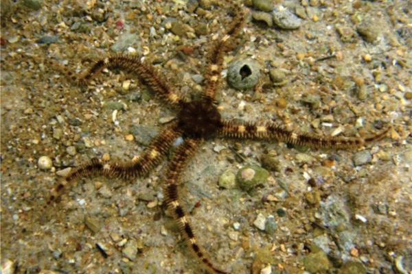 Animales con espinas - Ofiuro de espinas finas (Ophiothrix fragilis)
