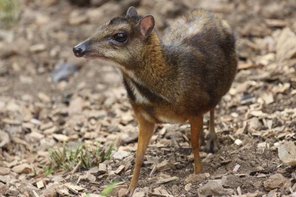 Animales ungulados: qué son, ejemplos y características - Ciervo ratón de Java (Tragulus javanicus)