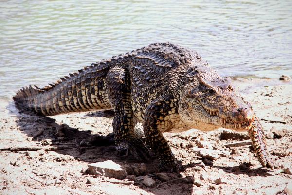 有刺的动物——古巴鳄鱼（Crocodylus rhombifer）