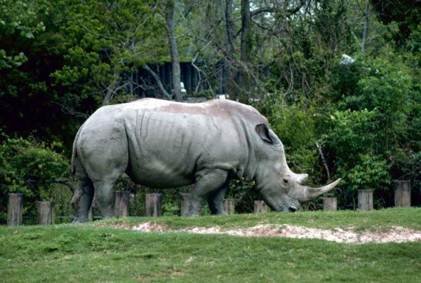 Animales ungulados: qué son, ejemplos y características - Rinoceronte blanco (Ceratotherium simum)