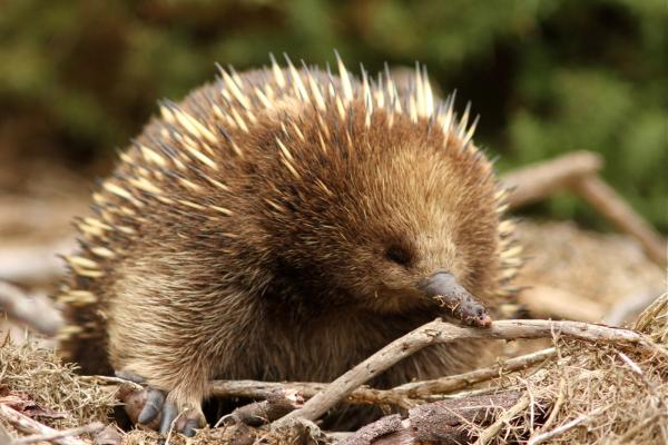 有刺的动物——短喙针鼹（Tachyglossus aculeatus）