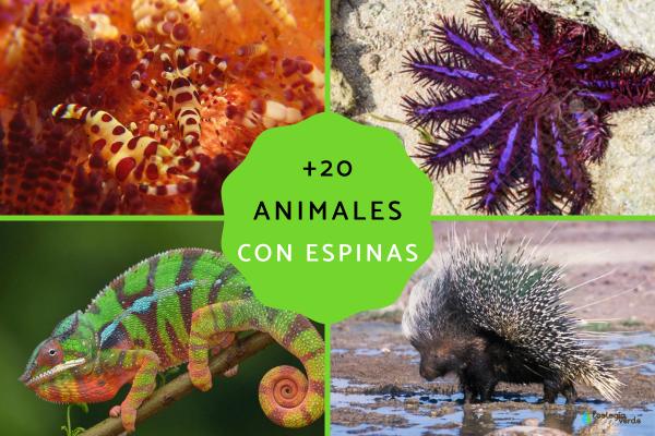 Animales con espinas