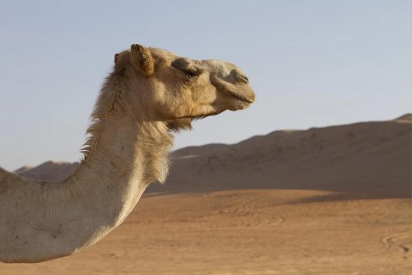 Animales cuadrúpedos: ejemplos y lista - Camello asiático (Camelus bactrianus)