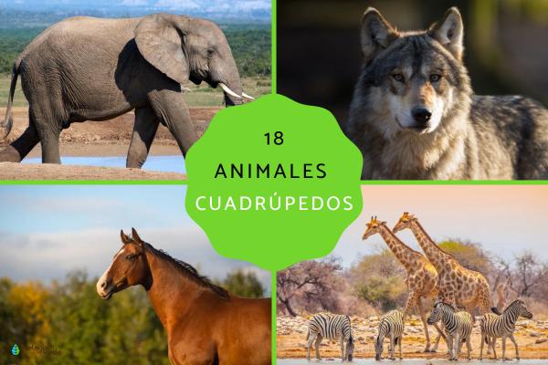18 Types of Quadruped Animals: Definition, Characteristics, and List