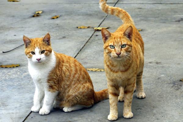 Animales cuadrúpedos: ejemplos y lista - Gato (Felis silvestris catus)