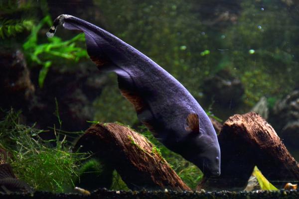 Peces eléctricos: ejemplos y características - Pez cuchillo fantasma negro (Apteronotus albifrons) 