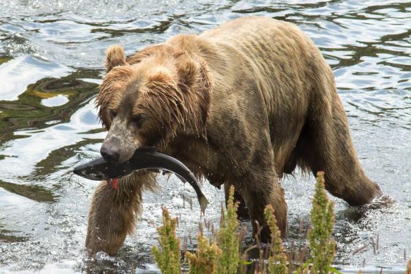 Carnivorous Animals: Classification, Examples, and Names