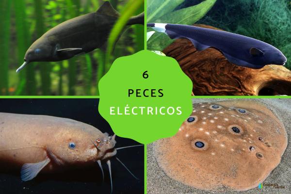 6 Electric Fish: Types, Features, and Fascinating Facts