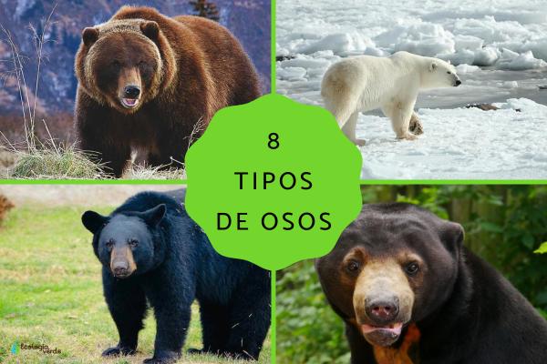 8 Types of Bears: Species Overview, Characteristics, and the Most Dangerous Bear