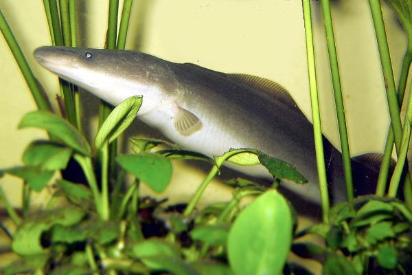 电鱼：例子和特征——非洲剃刀鱼（Gymnarchus niloticus）