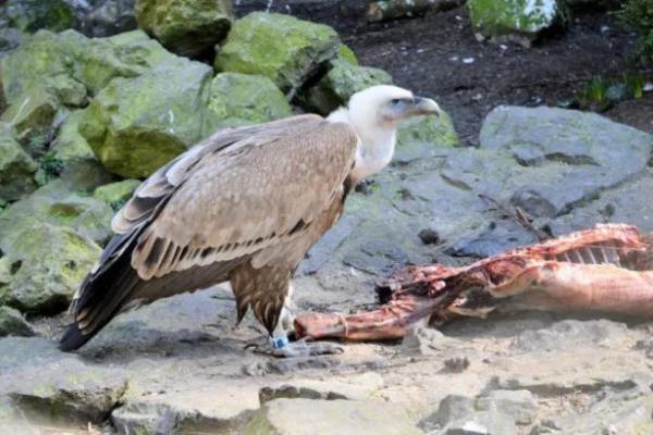 Animales carnívoros: ejemplos y nombres - Clasificación de los animales carnívoros