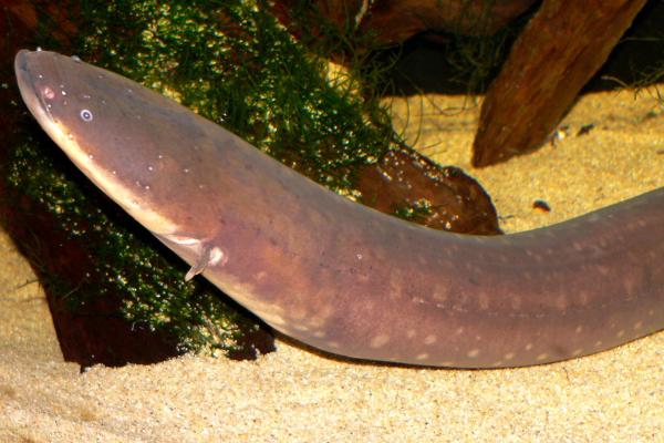 电鱼：例子和特征 - 电鳗（Electrophorus electricus）