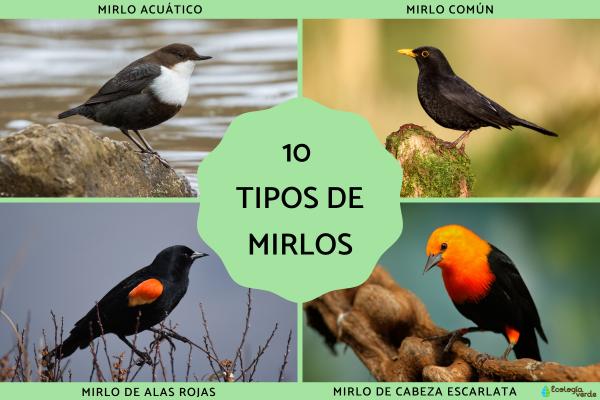 10 Common Types of Blackbirds: Identification Guide & Ecological Value