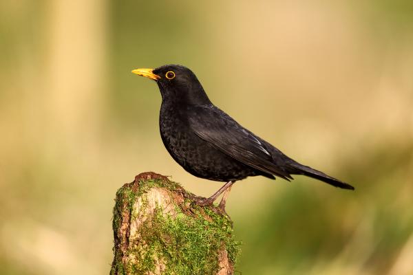 黑鸟的种类 - 普通黑鸟 (Turdus merula)
