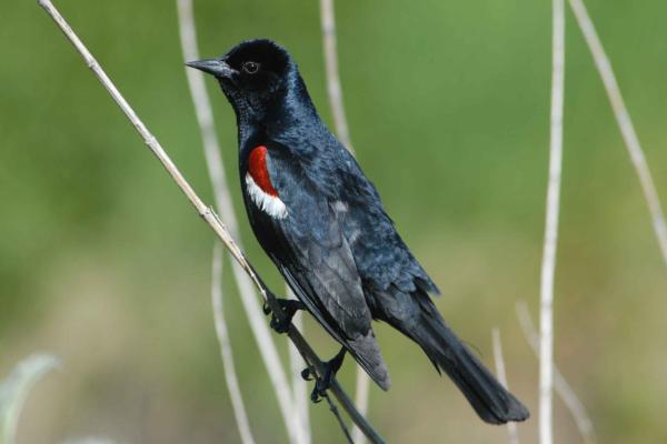 乌鸫的种类 - 三色乌鸫 (Agelaius tricolor)