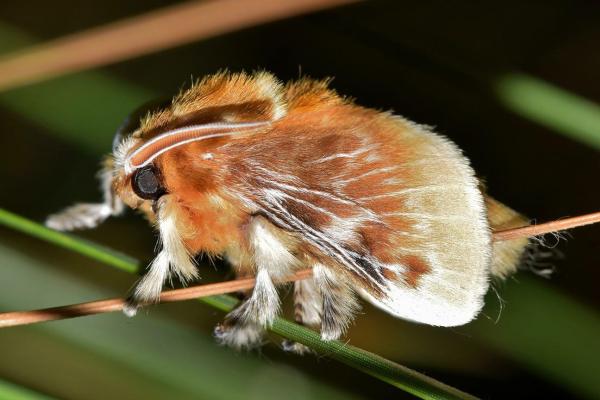 Plush Caterpillar: Sting, Habitat, and What to Do If Stung