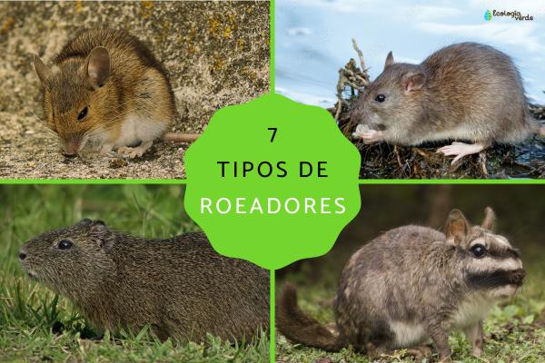 7 Types of Rodents: Characteristics, Habitats, and Key Species