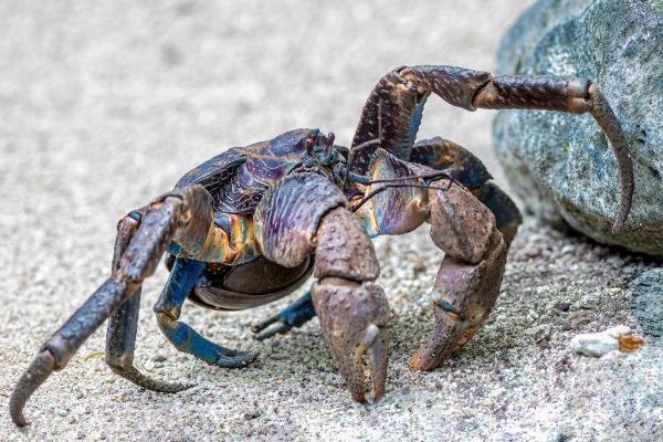 Coconut Crab: Characteristics, Diet, and Habitat