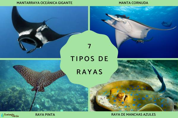 Tipos de rayas