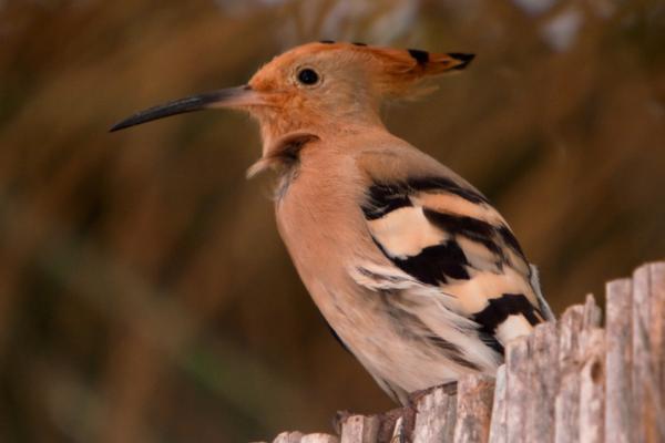 Hoopoe Bird: Characteristics, Habitat, Diet, and Reproduction
