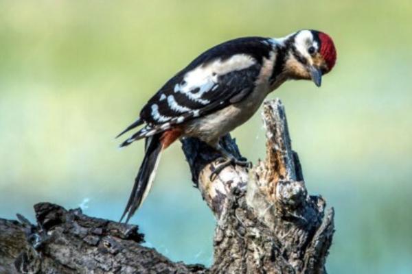 Animales con cresta - Pájaro carpintero de cresta roja (Dryobates borealis) 