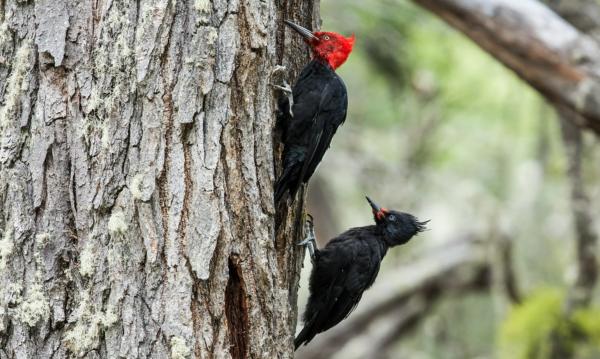 Aves de Argentina - Carpintero gigante 