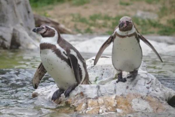 Animales bípedos: definición y ejemplos - Pingüinos (familia Spheniscidae) 