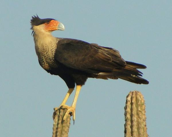 Aves de Argentina - Carancho 