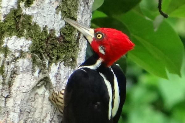 Animales con cresta - Carpintero real (Campephilus principalis)