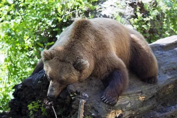 Animales bípedos: definición y ejemplos - Oso pardo (Ursus arctos)