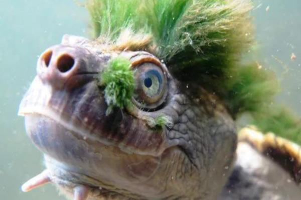 Animales con cresta - Tortuga del río Mary (Elusor macrurus)