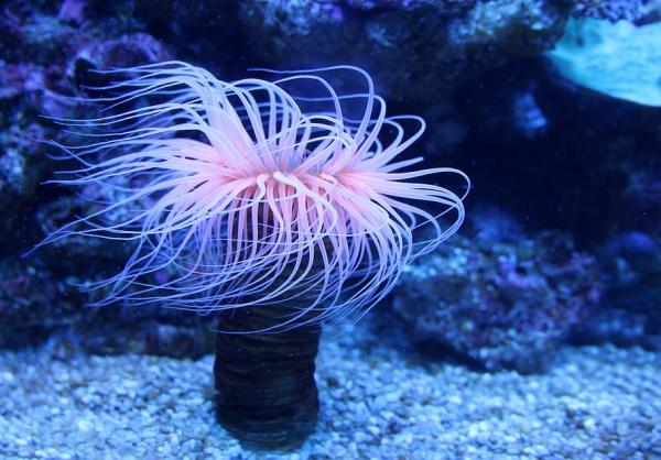 Sea Anemones: Characteristics, Types, and Feeding Habits