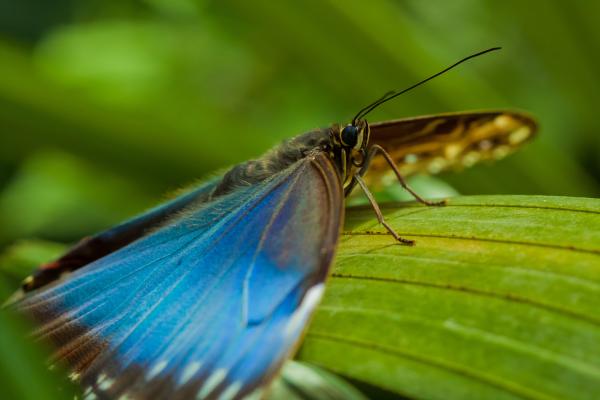 Mariposa morpho: características, hábitat y alimentación - Características de la mariposa morpho azul