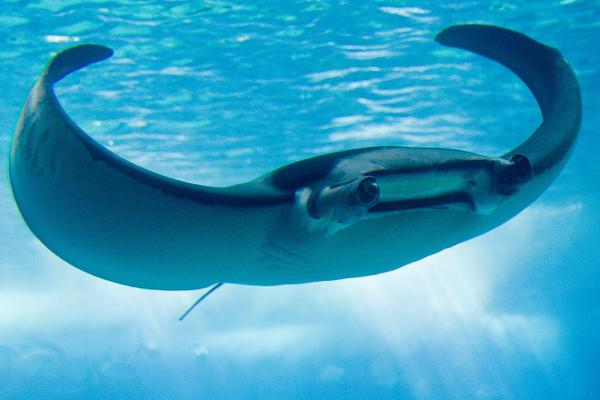 Tipos de rayas - Mantarraya oceánica gigante  