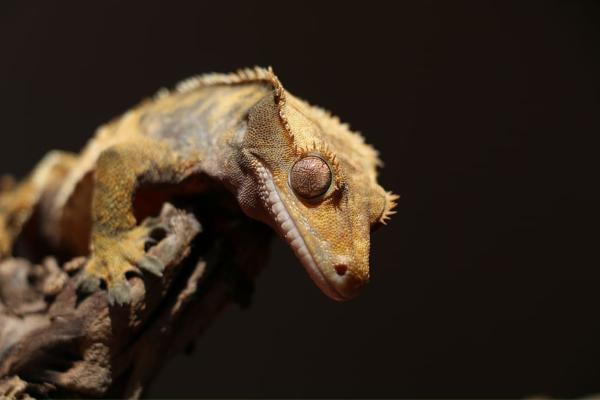 Animales con cresta - Gecko crestado (Correlophus ciliatus)