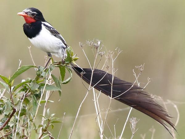 Aves de Argentina - Yetapá de collar 