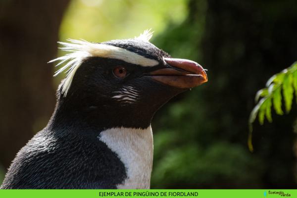 Animales con cresta - Pingüinos crestados (Eudyptes)
