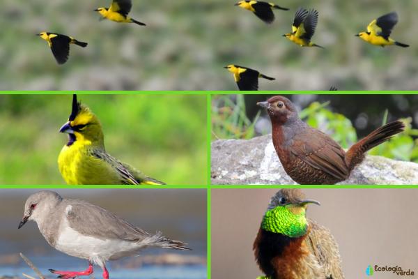 Aves de Argentina - 